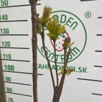 Katalpa bignóniovitá (Catalpa bignonioides) - výška 130-150 cm, kont. C18L - VIACKMENNÁ